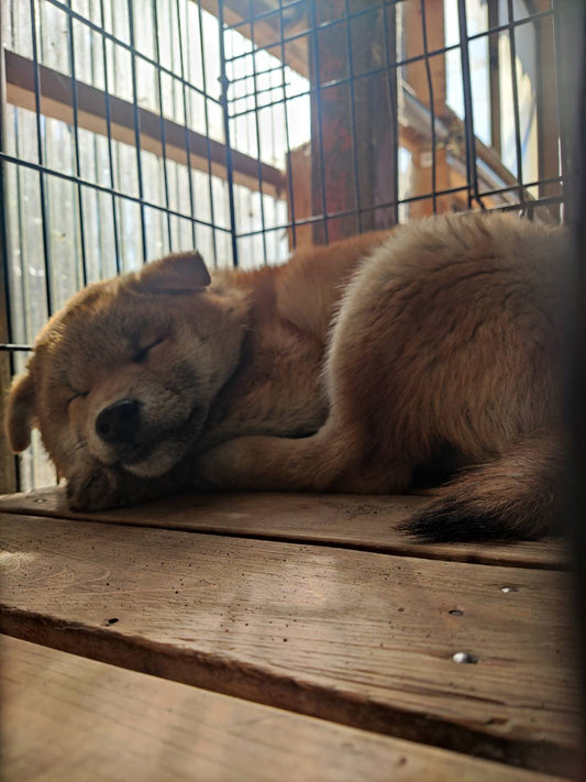 仔犬のお仕事!