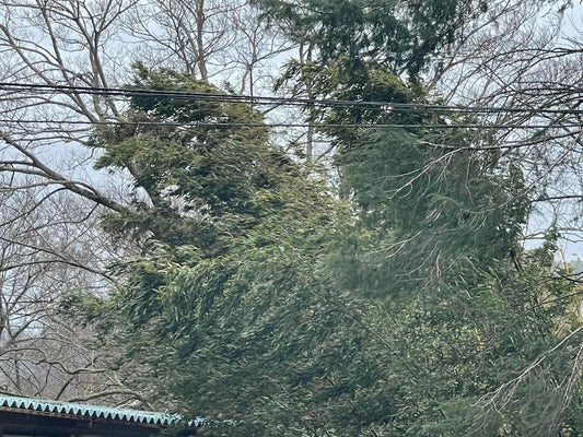春の嵐