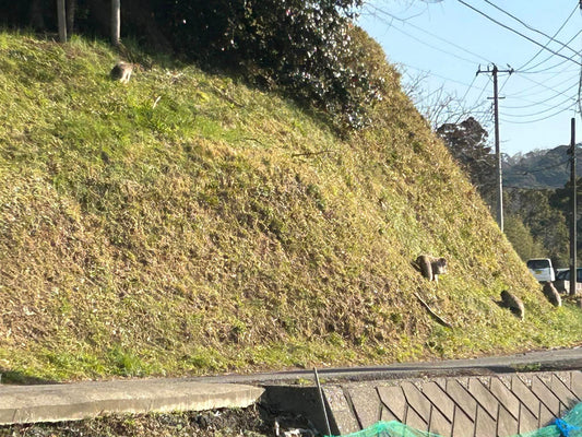 春ちかし!?