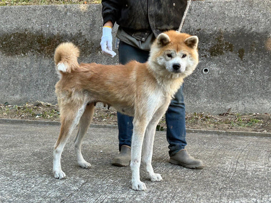 ちぃちゃん